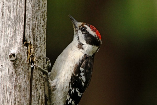 Juvenile Downy Woodpecker by Deb Oppermann